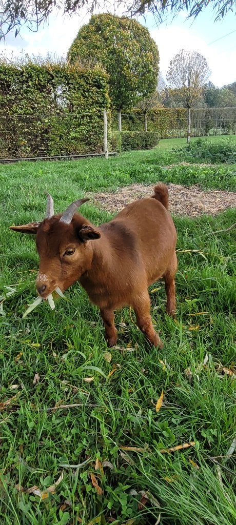 Dwerggeitje, Dieren en Toebehoren, Vrouwelijk, Geit, 0 tot 2 jaar