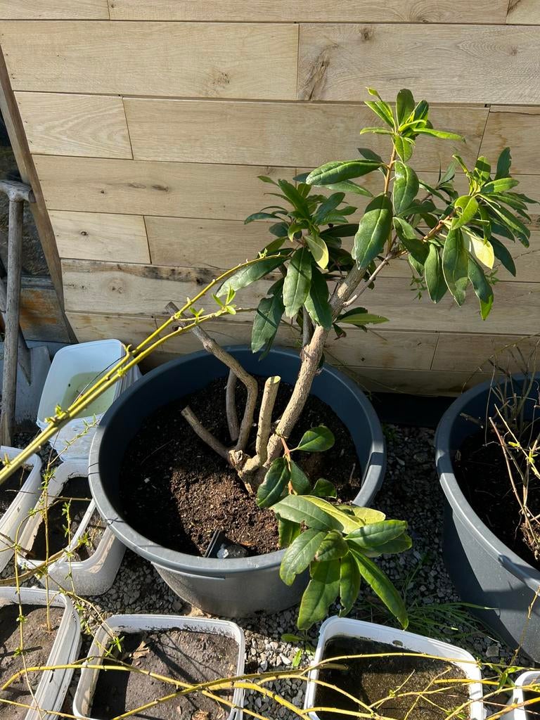 Oudere rhododendron in kuip, Tuin en Terras, Ophalen, Winter