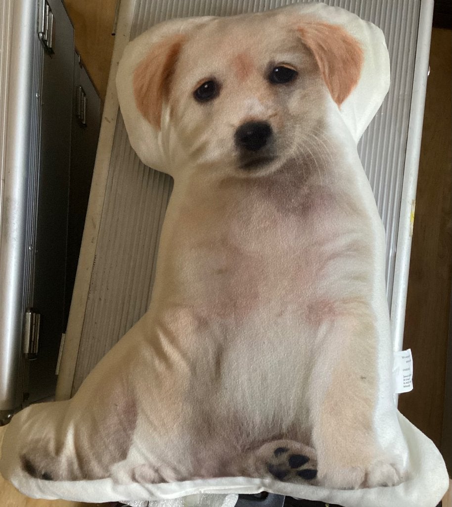 Kussen hond Golden Retriever, Ophalen of Verzenden