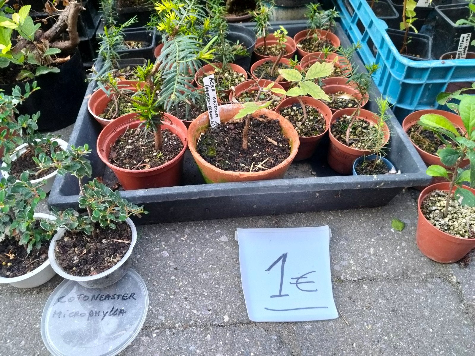 bonsai starters, plantgoed, Tuin en Terras, Ophalen