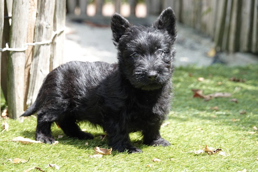 Prachtige Schotse Terriër pup, met stamboom, Dieren en Toebehoren, Honden | Jack Russells en Terriërs, België, Parvo, Overige rassen