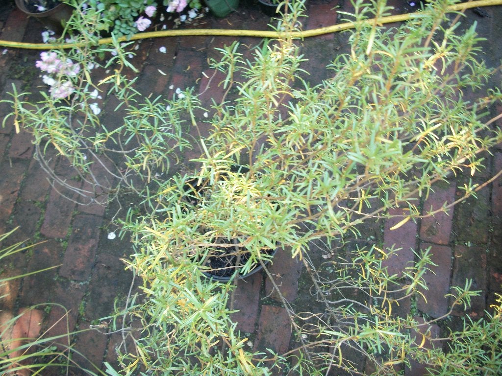 Rozemarijn plant 1 stuk, Jardin & Terrasse, Plantes | Jardin, Enlèvement, Plante fixe, Herbes, Plein soleil