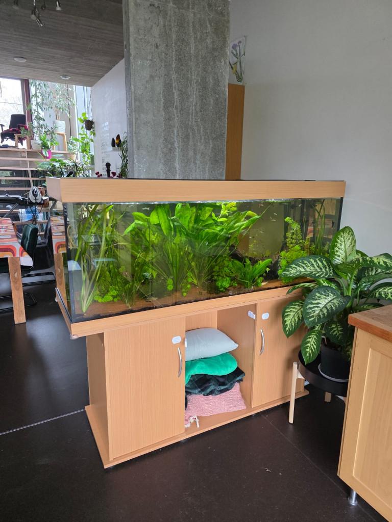 Compleet aquarium, Ophalen, Gebruikt, Inclusief vissen, Gevuld zoetwateraquarium