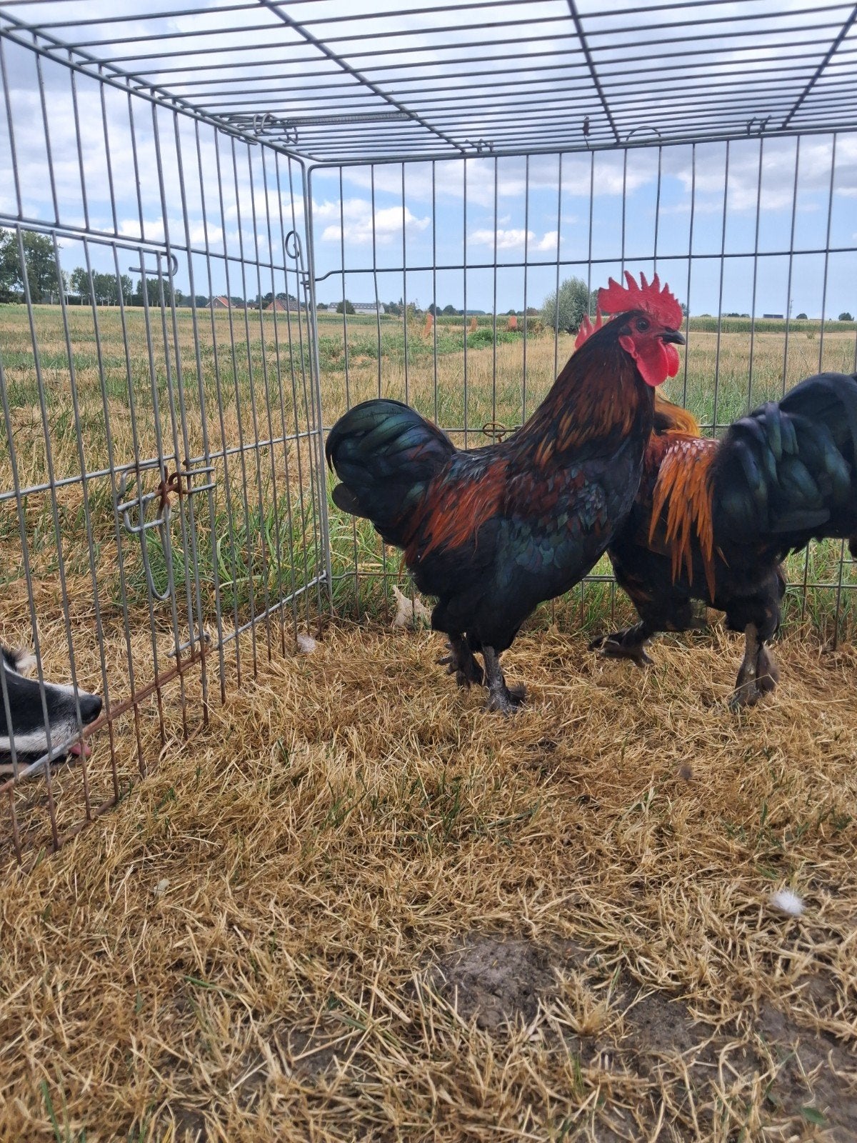 3 jonge kriel haantjes., Mannelijk, Kip