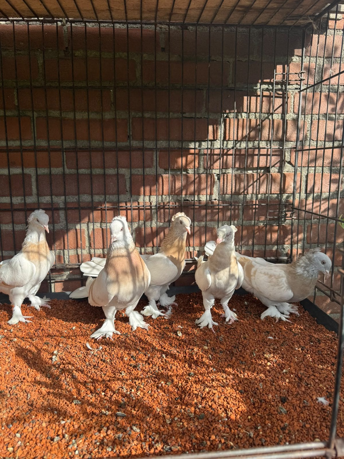 Takla limon çift tepeli, Dieren en Toebehoren