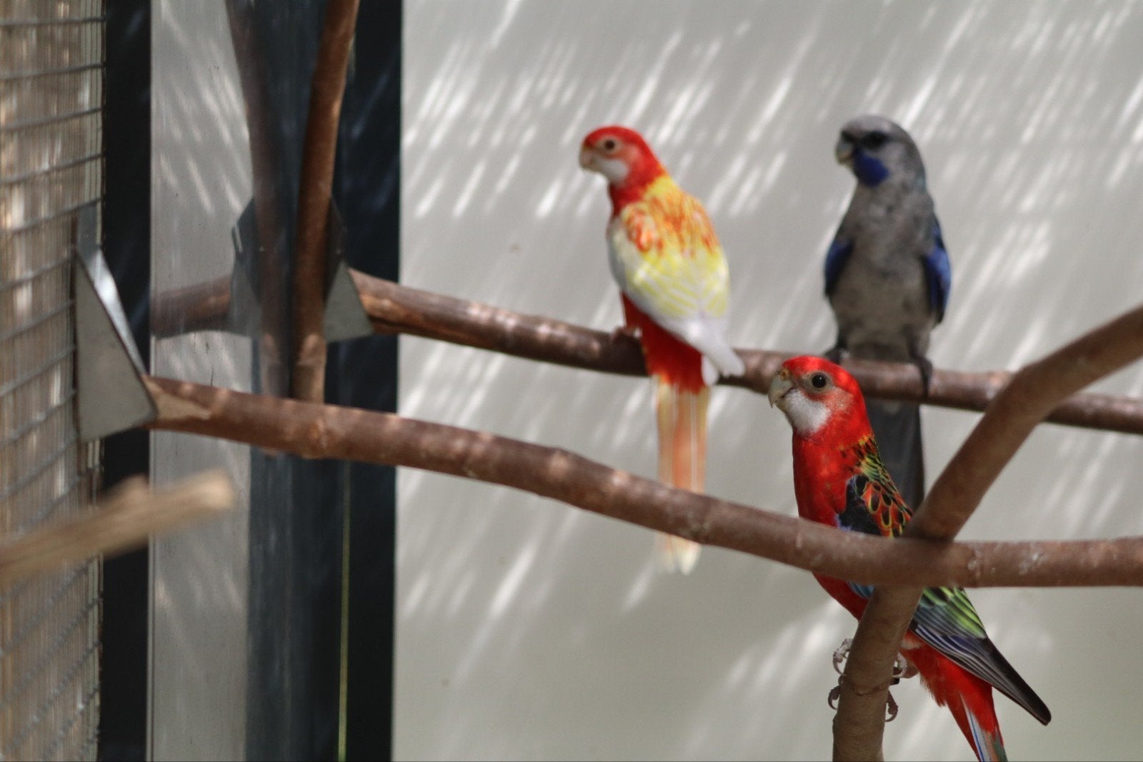 Rosella's, Animaux & Accessoires, Oiseaux | Perruches & Perroquets, Plusieurs animaux, Perruche, Bagué