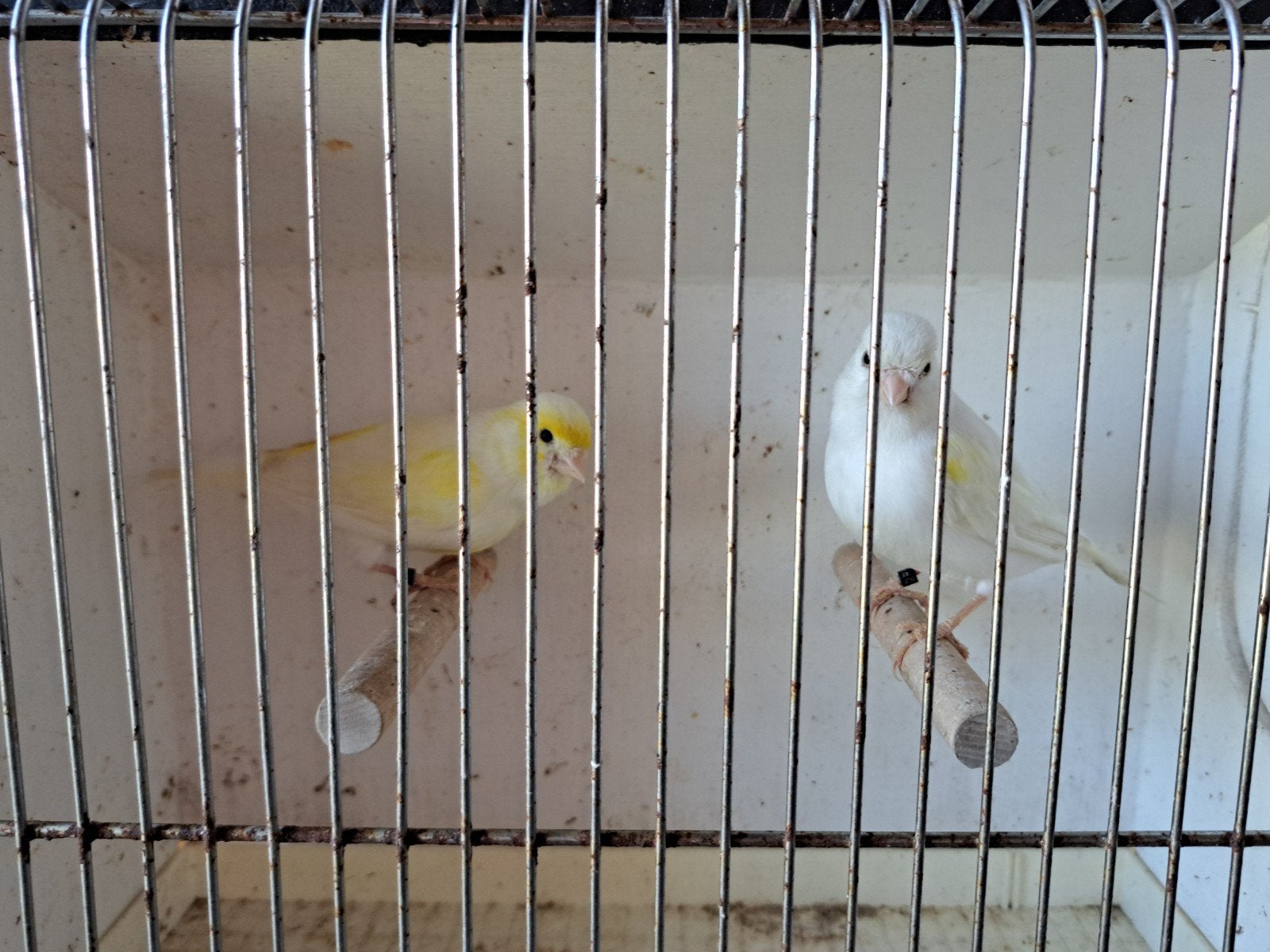 Geel mozaiek kanaries, Dieren en Toebehoren, Vogels | Kanaries