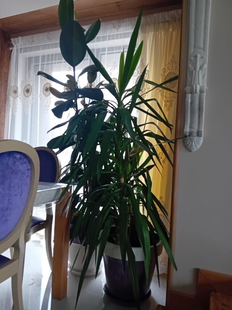 Appartement planten, Ophalen