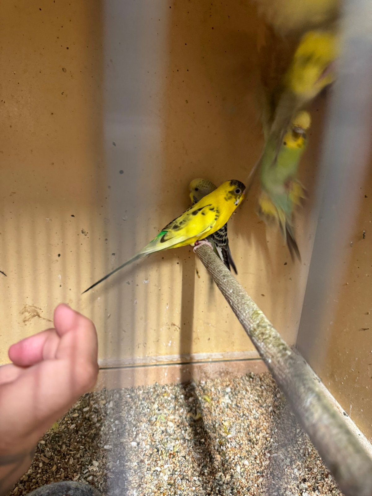 3 bonte Blackface, Animaux & Accessoires, Oiseaux | Perruches & Perroquets