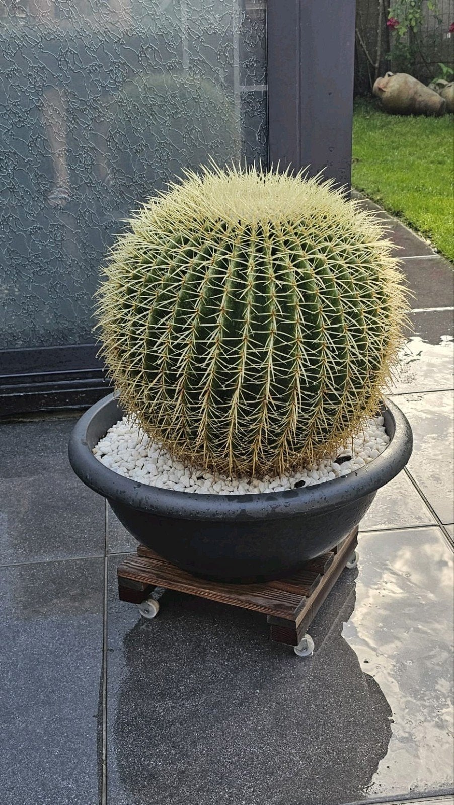 Big Echinocactus grusonii (chaise de belle-mère), Jardin & Terrasse, Enlèvement