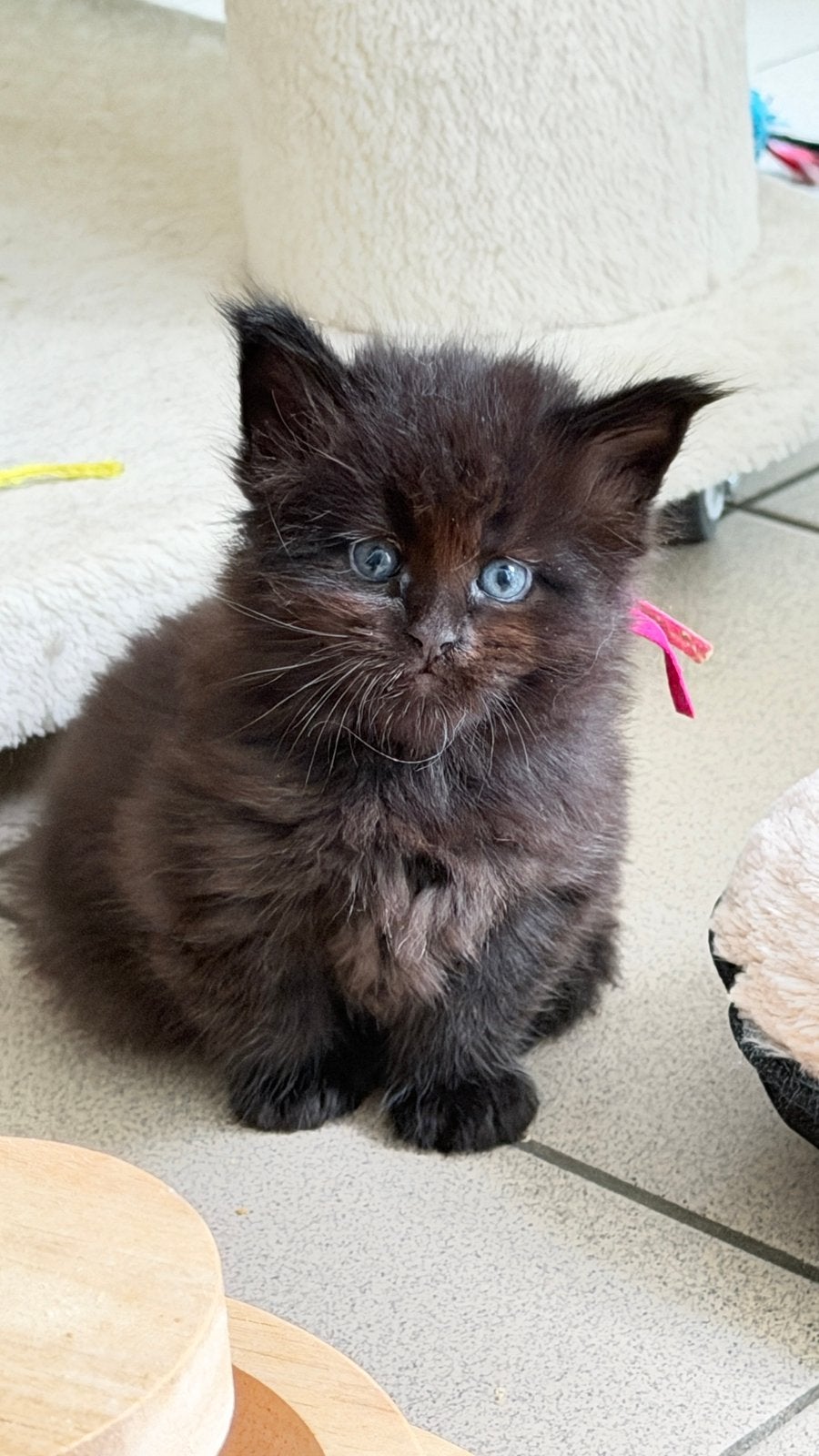 Prachtige Maine Coon kittens ️, Poes, Gechipt, 0 tot 2 jaar