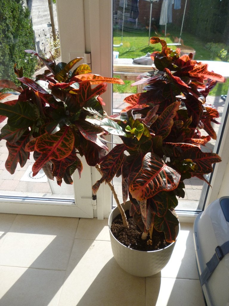 grote kamerplant, Ophalen