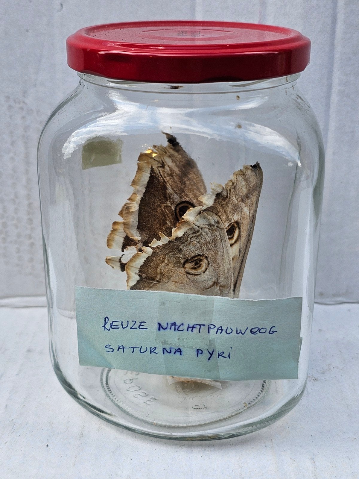 Grand paon (Saturnia pyri),, Enlèvement ou Envoi