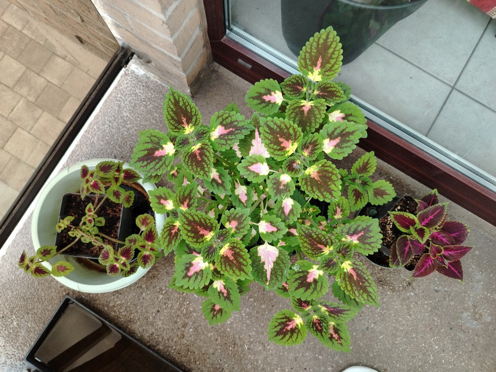 🪴Plantes - boutures _ jeunes Coleus en pot., Enlèvement ou Envoi, Mi-ombre