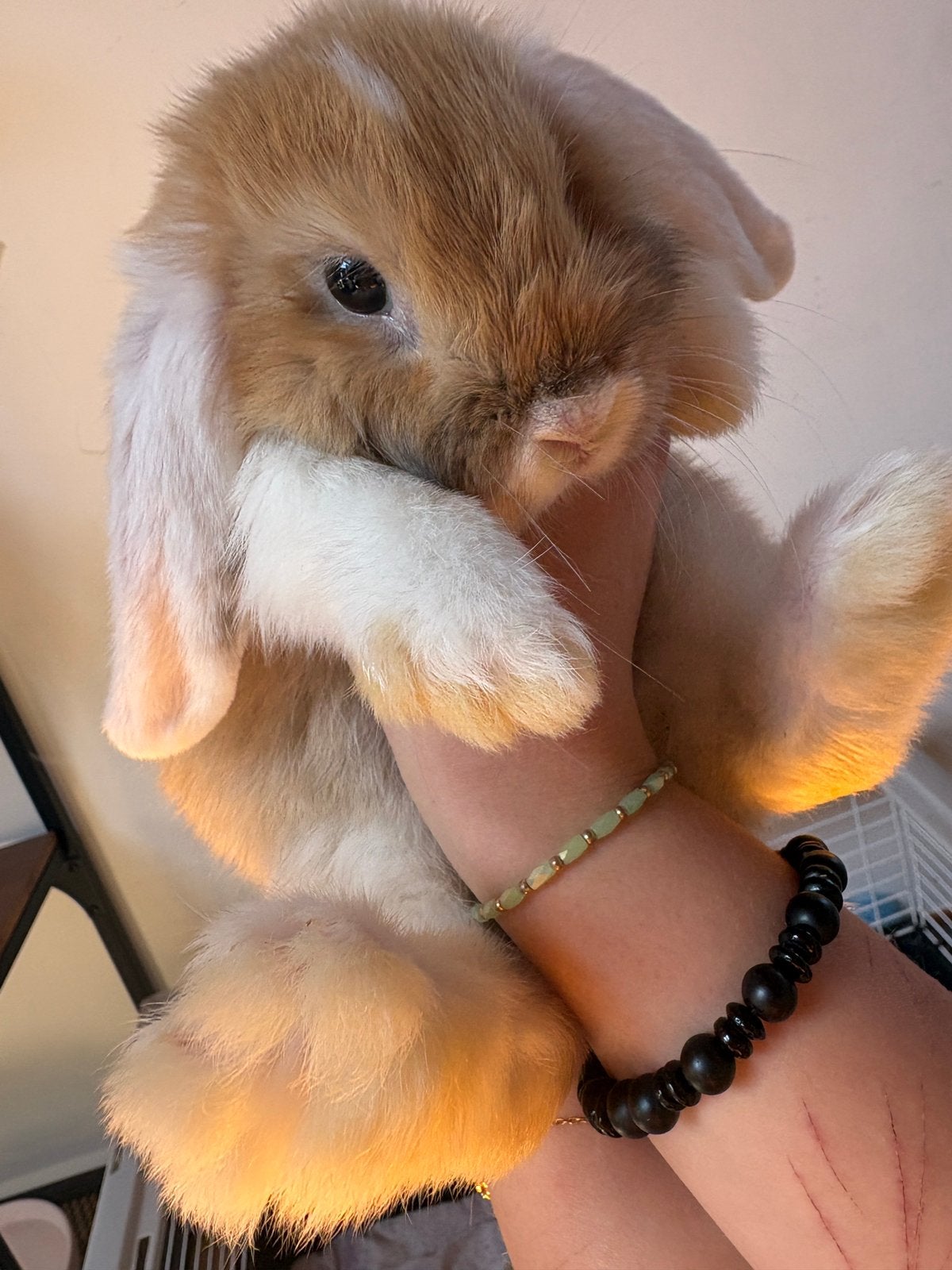 Lapine belier, Animaux & Accessoires, Lapins