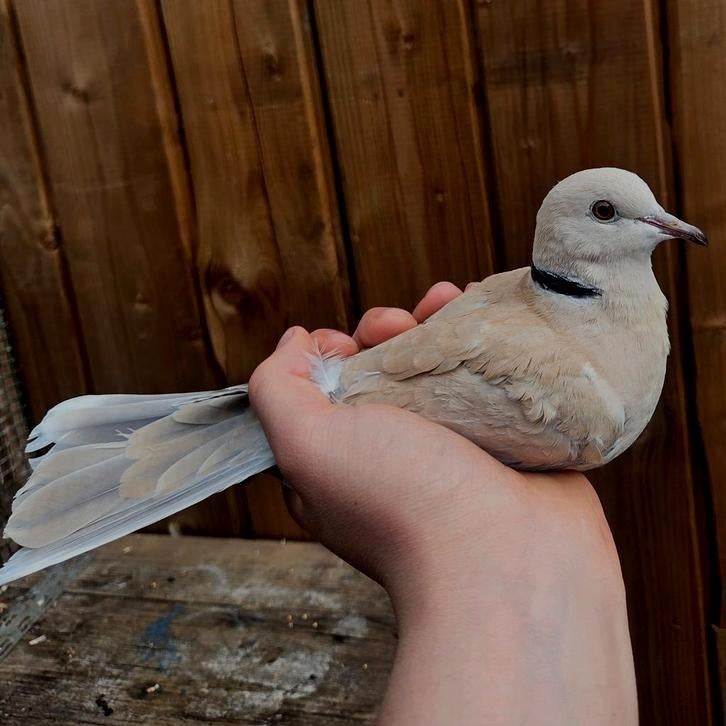 Lachduiven bruin., Dieren en Toebehoren, Vogels | Overige Vogels