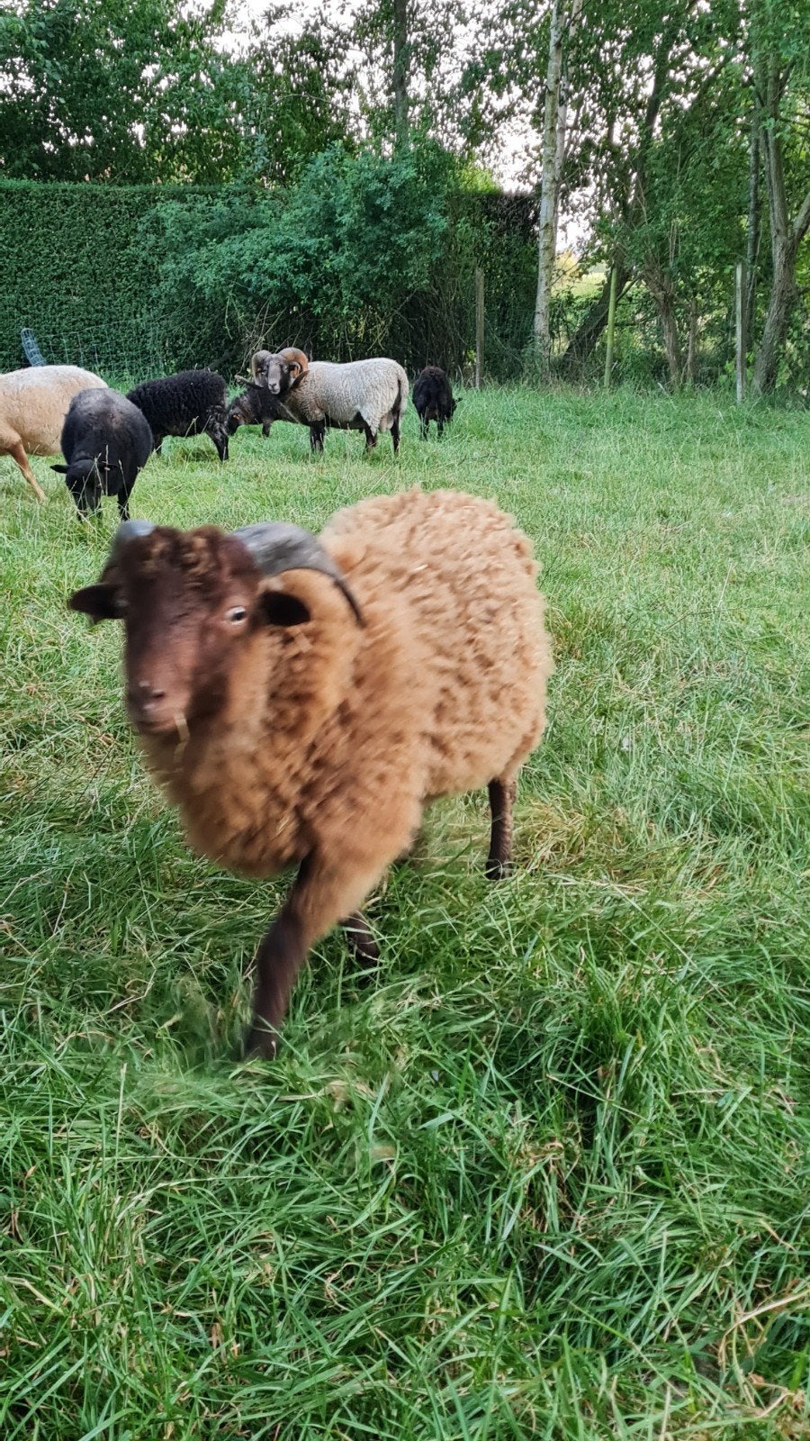 Ouessant, Dieren en Toebehoren, Schapen, Geiten en Varkens