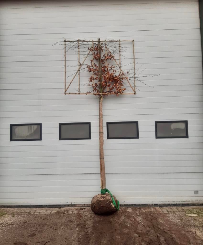 Fagus sylvatica atropunicea | Rode beuken en leibomen, Tuin en Terras, Ophalen of Verzenden, Herfst, Leiboom
