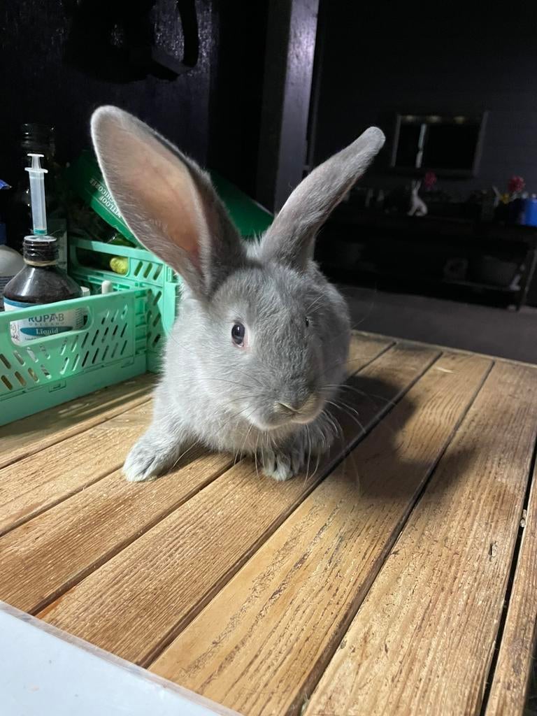 Duitse reuzen diverse kleurtjes, Dieren en Toebehoren, Konijnen, Groot, Meerdere dieren, 0 tot 2 jaar