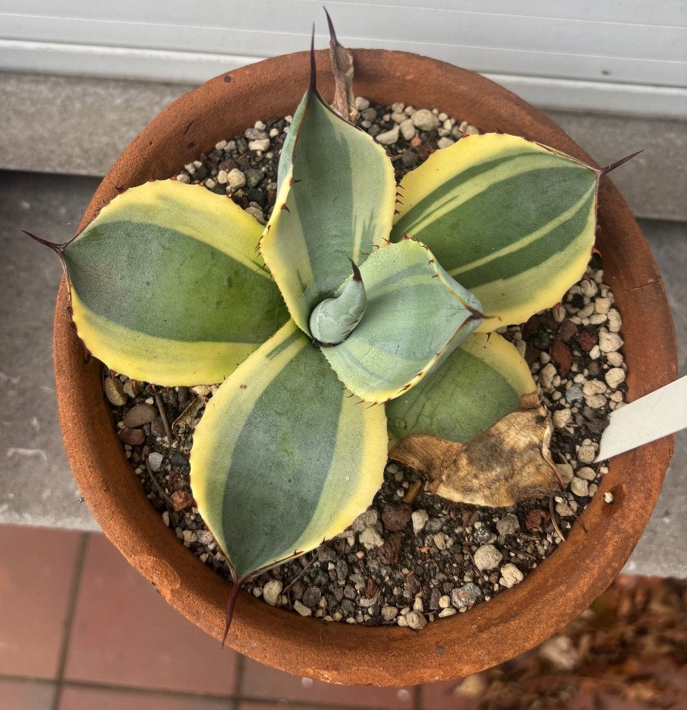 Agave parryi truncata orizaba, Ophalen of Verzenden, Vaste plant, Overige soorten, Volle zon