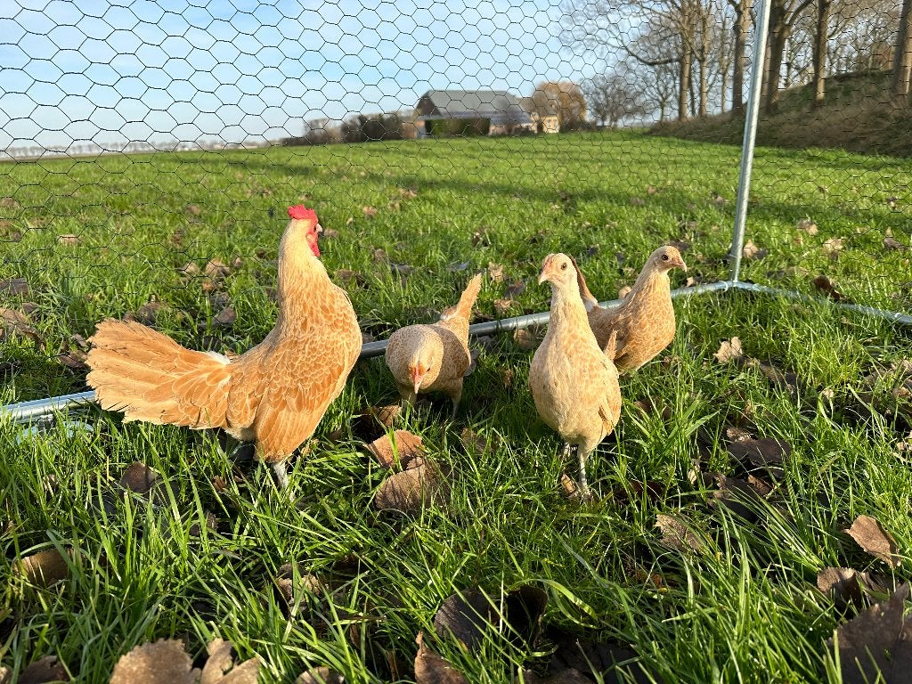 Jonge Sebright geel wit gezoomd krielen gesekst en ingeënt, Dieren en Toebehoren, Vrouwelijk, Kip