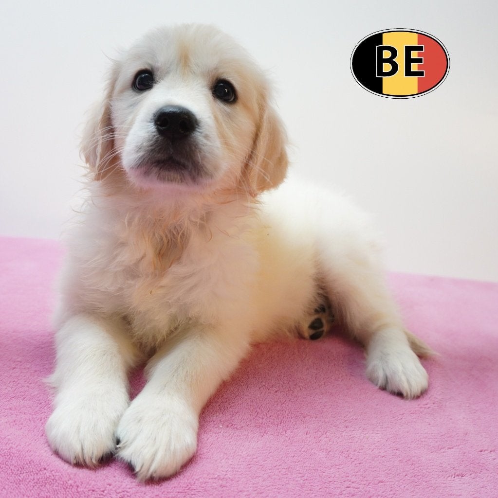 Golden Retriever - chiots belges à vendre, Golden retriever, Commerçant, Maladie de Carré (chiens), 8 à 15 semaines