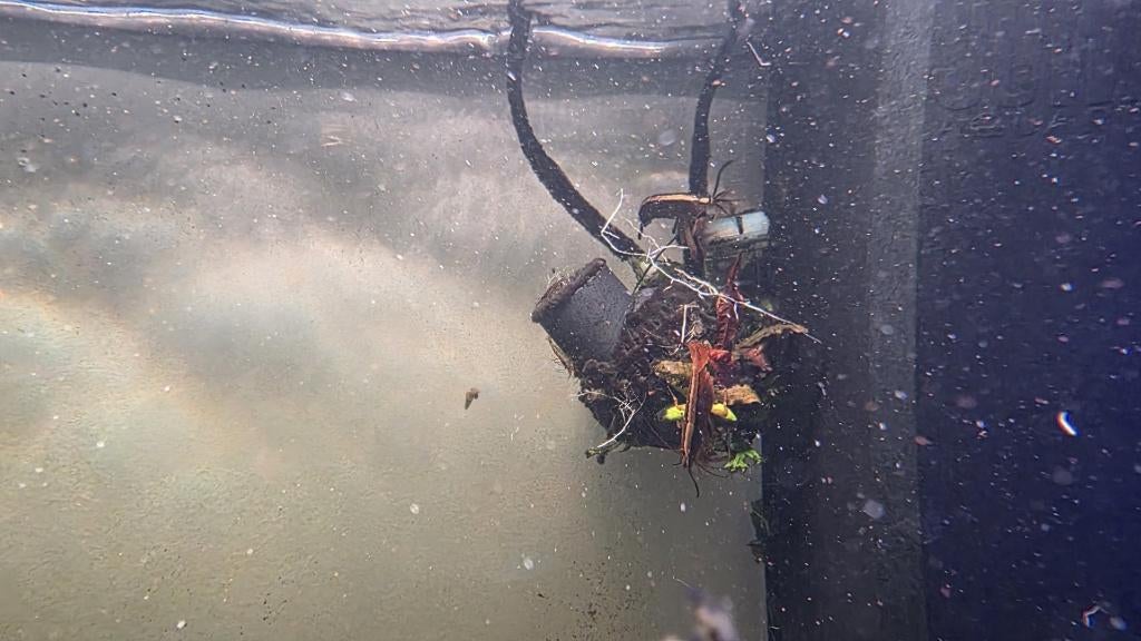 visbestand zoetwater GRATIS, Dieren en Toebehoren, Vis, Zoetwatervis, Schoolvis