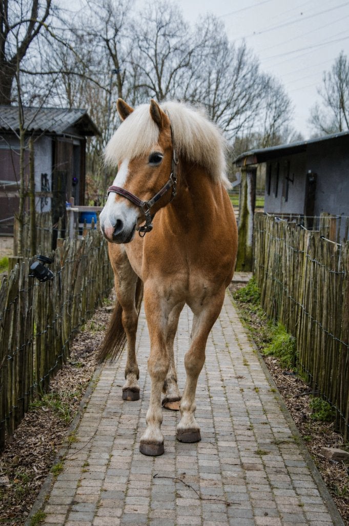 Leuke Haflinger ruin, Dieren en Toebehoren, Paarden, Ruin, L, Minder dan 160 cm, 7 tot 10 jaar, Met stamboom, Gechipt, Ontwormd