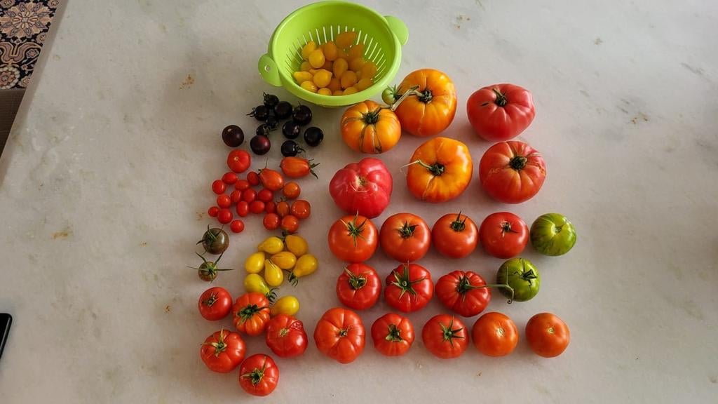 100% BİO tomaten zaden (10 stuks voor 1 euro), Tuin en Terras, Ophalen of Verzenden