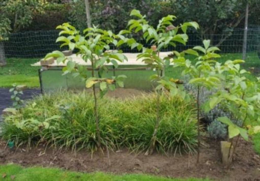 nog enkele notenbomen, pruimenbomen, walnotenboom walnoten, Tuin en Terras, Planten | Bomen, Overige soorten, Ophalen