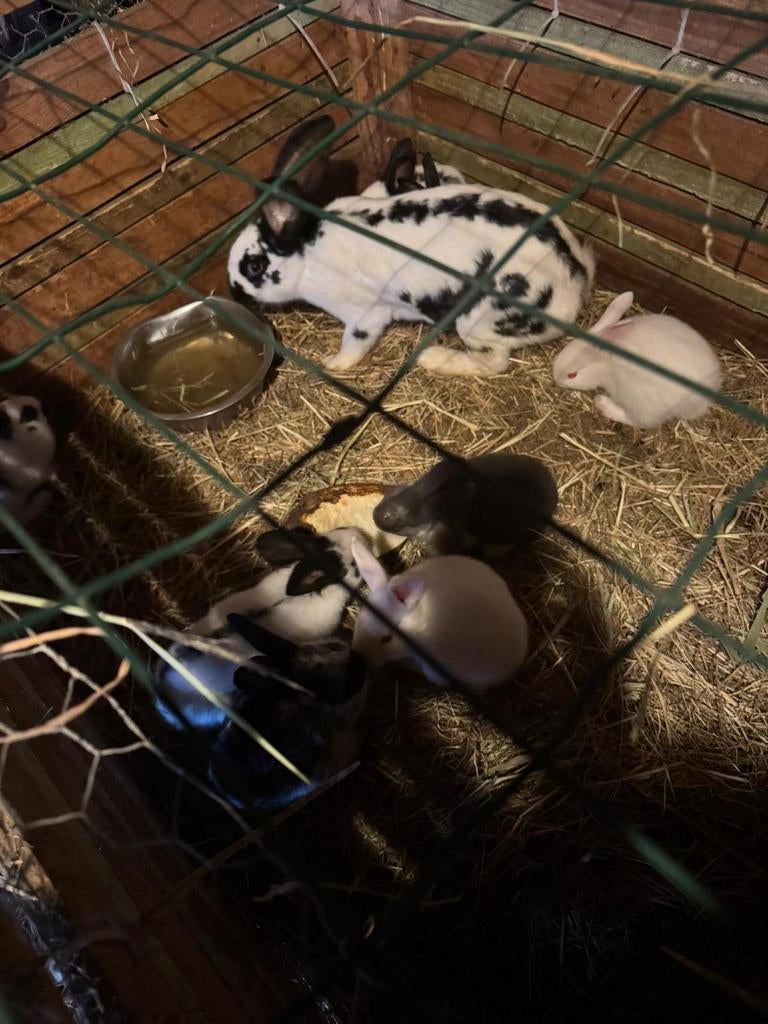 Konijn met 10 jongeren, Dieren en Toebehoren, Konijnen