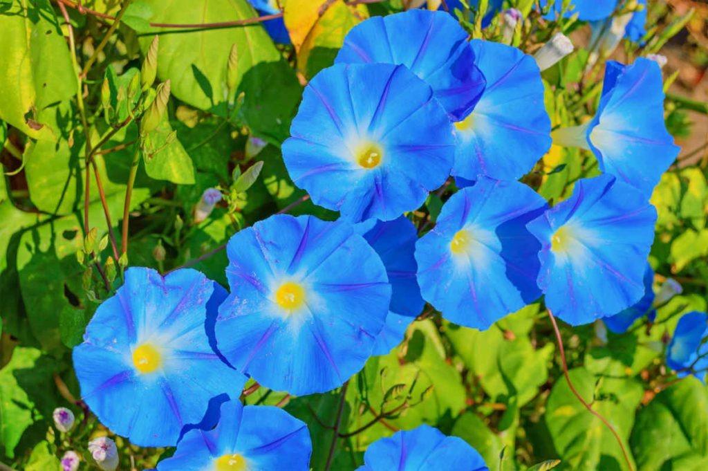 Graines d'Ipomée bleu, Enlèvement, Graine