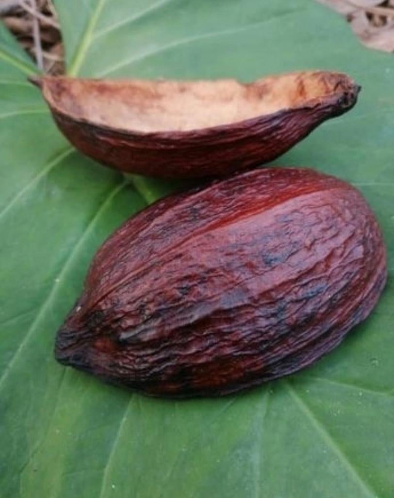 Véritable Cabosse de cacao pour décoration coupe horizontale, Ophalen of Verzenden