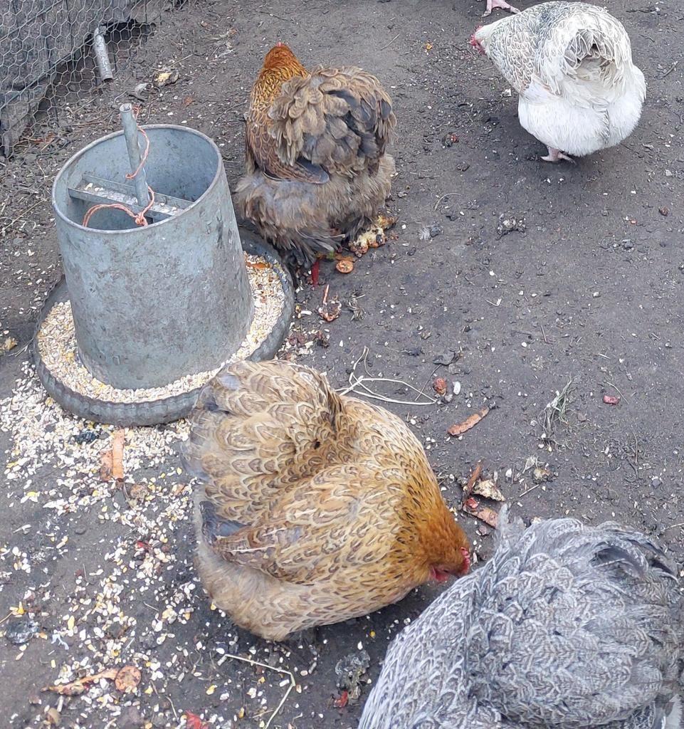 Cochinkriel broedeieren, Dieren en Toebehoren, Pluimvee, Kip