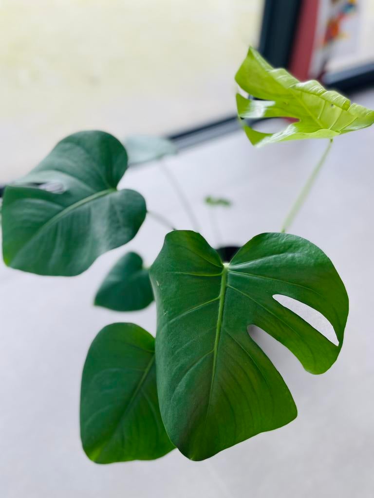 Gatenplant Monstera Deliciosa in zwarte Elho pot, Huis en Inrichting, Kamerplanten, Ophalen, Overige soorten, In pot, Minder dan 100 cm
