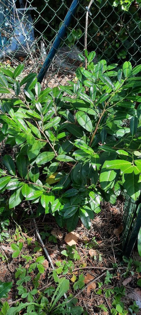 Laurier en hulstplanten, Ophalen, Laurier