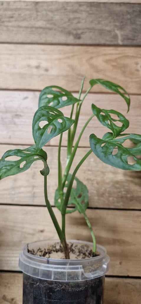 Plantes terrarium paludarium, Autres espèces, Moins de 100 cm, Enlèvement, Plante verte