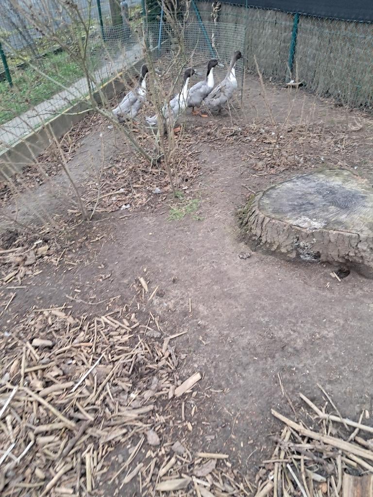 Loopeenden, Meerdere dieren