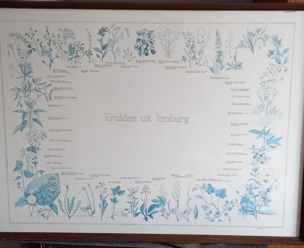 Kruiden uit Limburg Willy Vanparijs mei 1976, Antiek en Kunst, Kunst | Tekeningen en Fotografie, Ophalen