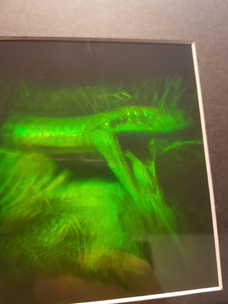 Hologram : slang, Enlèvement, Comme neuf