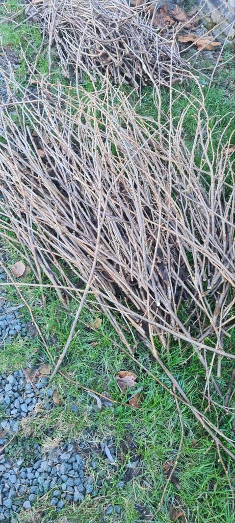 GRATIS: ZWARTE BESSEN, FRAMBOZEN, MAKREEL, Ophalen