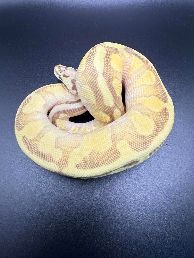 Ball Pythons, Serpent, Domestique, 0 à 2 ans