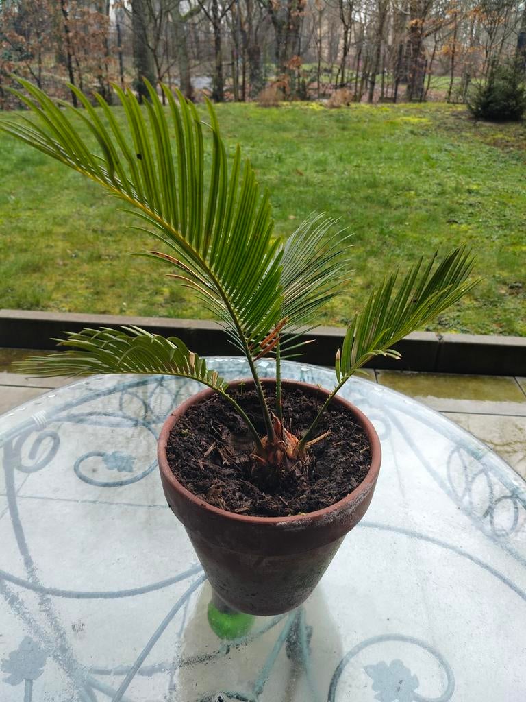 Cycas revoluta, cycas du japon, Jardin & Terrasse, Plantes | Jardin, Enlèvement