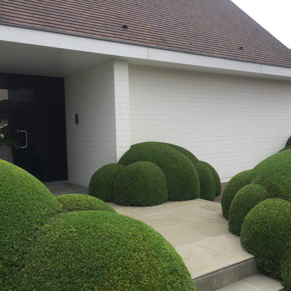 Buxus bollen voor wolken te maken, Ophalen