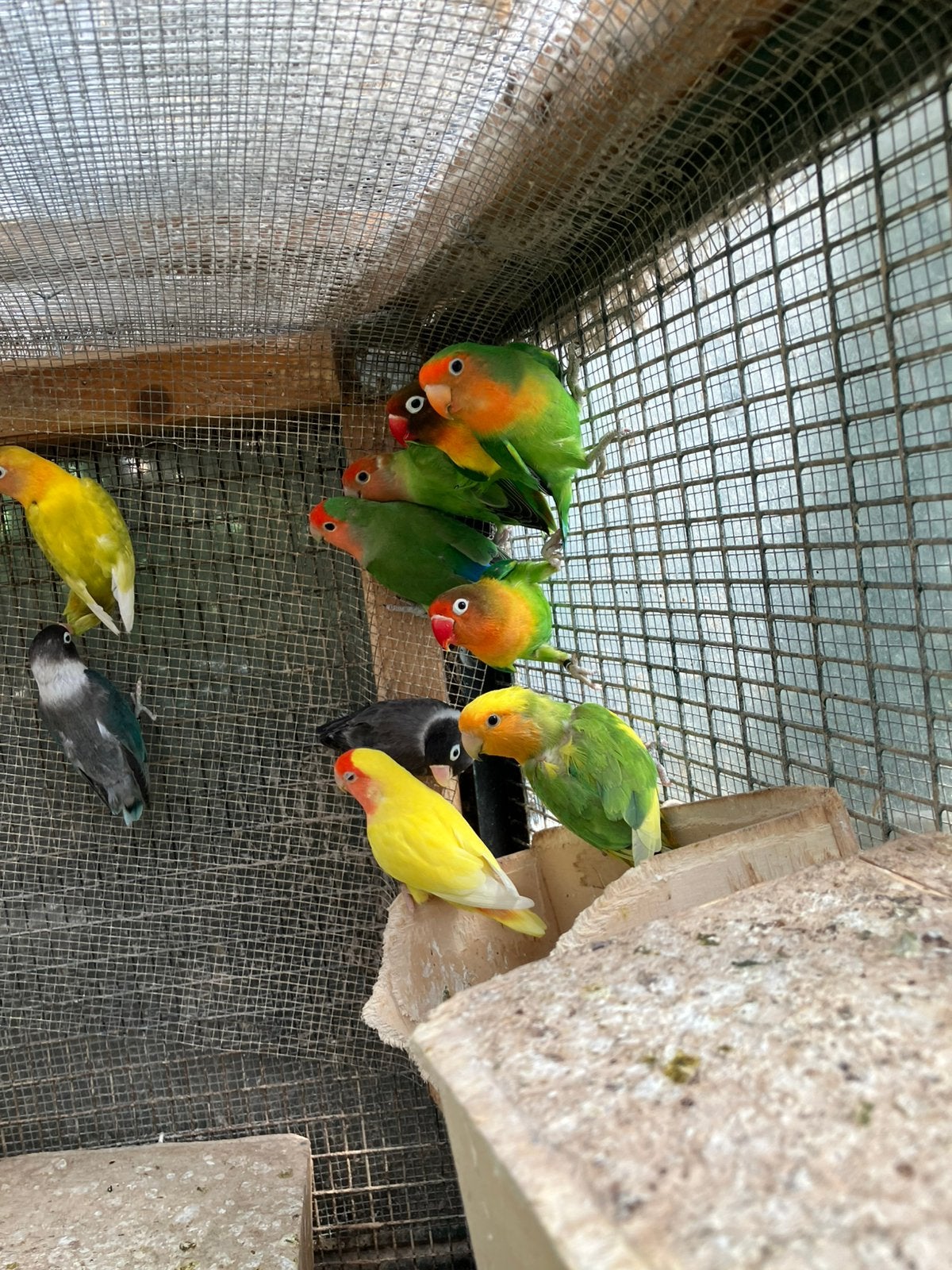 KWEEKKOPPELS DWERGPAPEGAAIKES VANAF 50 EURO/KOPPEL, Meerdere dieren, Dwergpapegaai of Agapornis