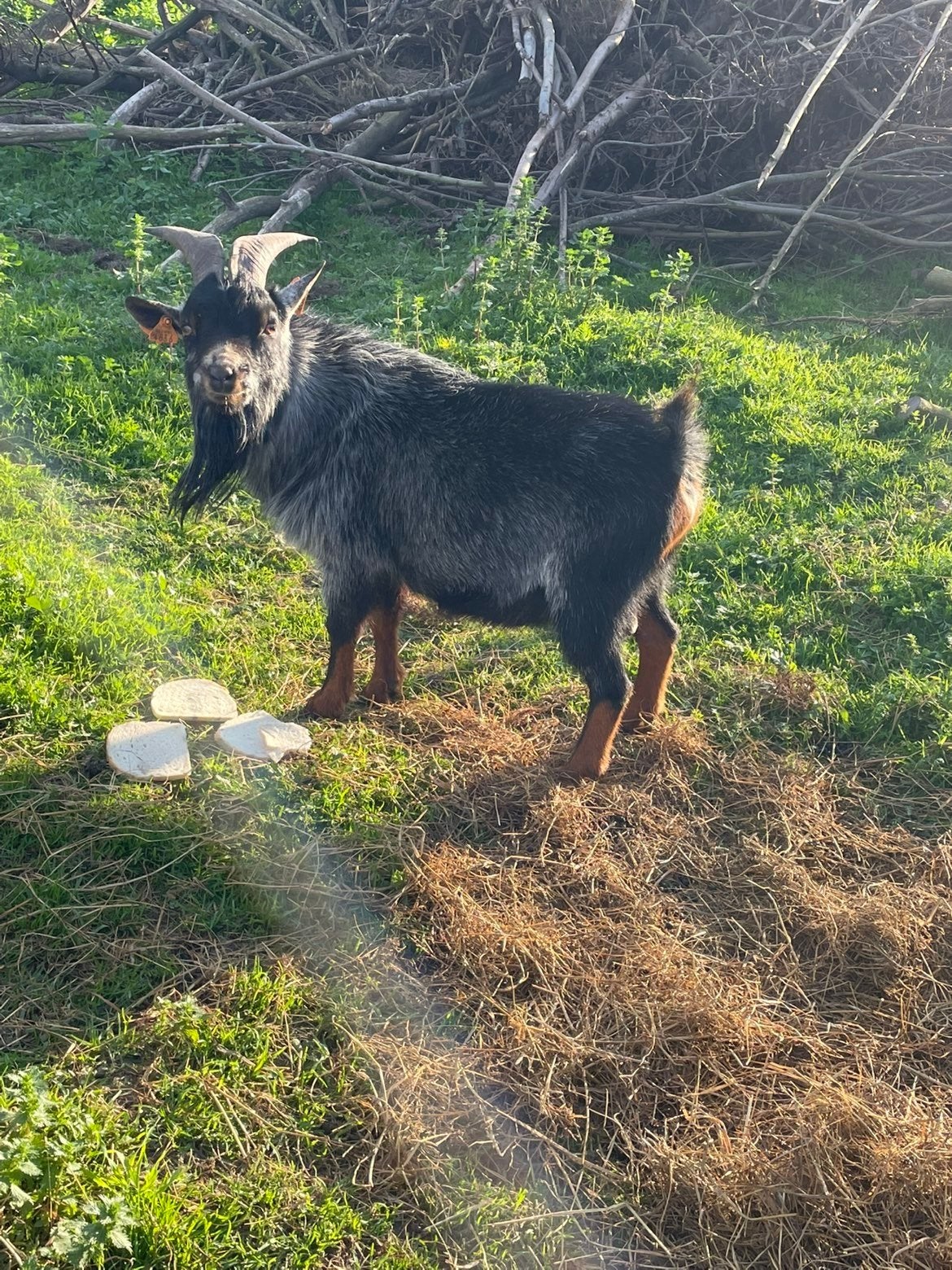 Dwerggeiten bok, Dieren en Toebehoren, Mannelijk, Geit, 0 tot 2 jaar