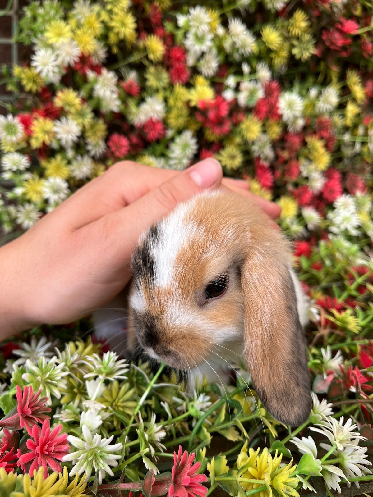 Nederlandse hangoortjes, Dieren en Toebehoren, Konijnen, Hangoor