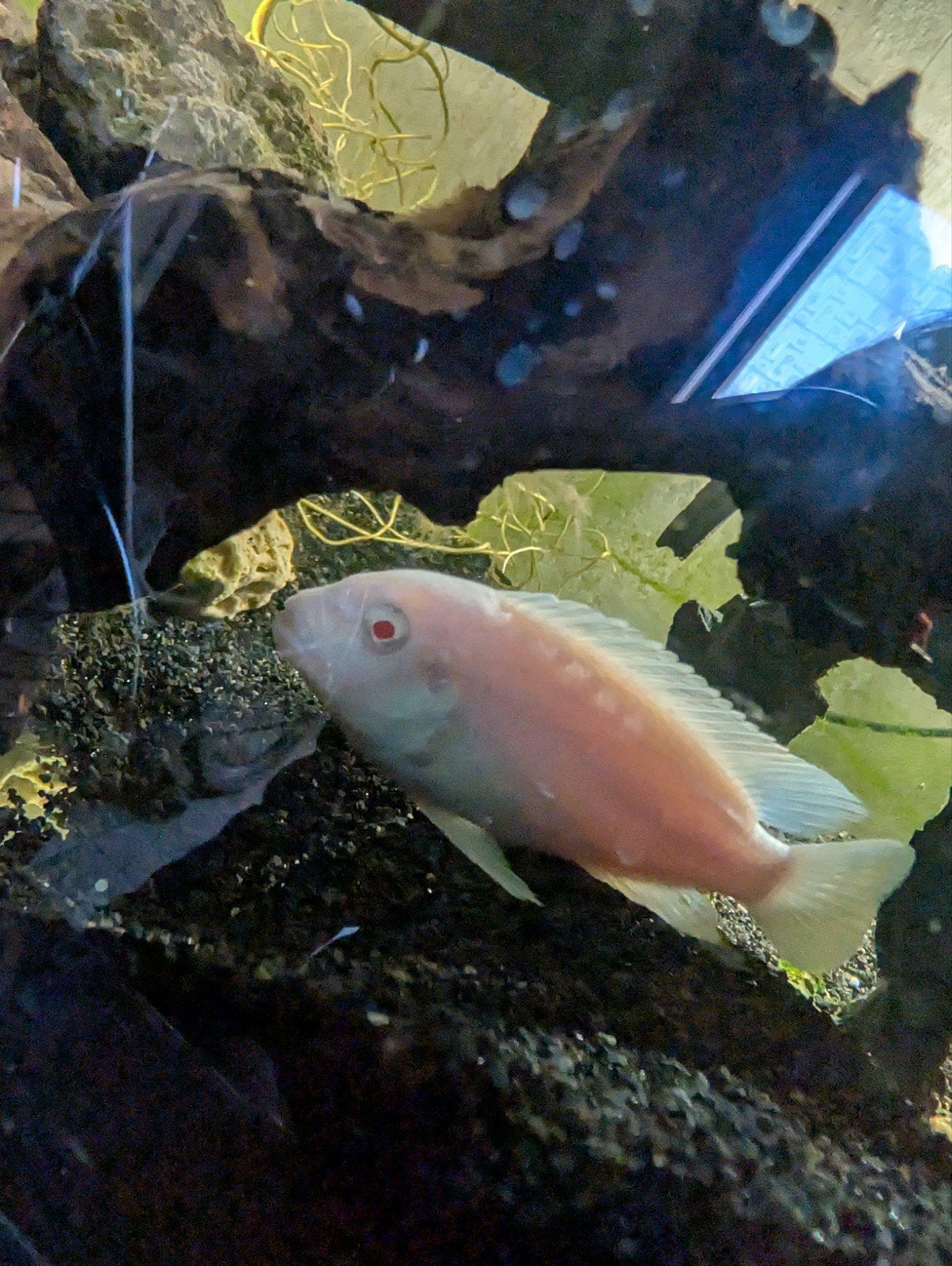 albino cichlide
