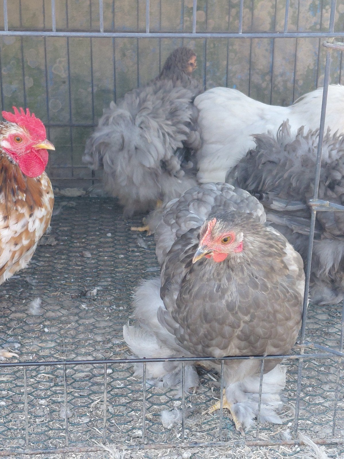 trio pékin de 2026, Animaux & Accessoires, Volatiles, Plusieurs animaux, Poule ou poulet