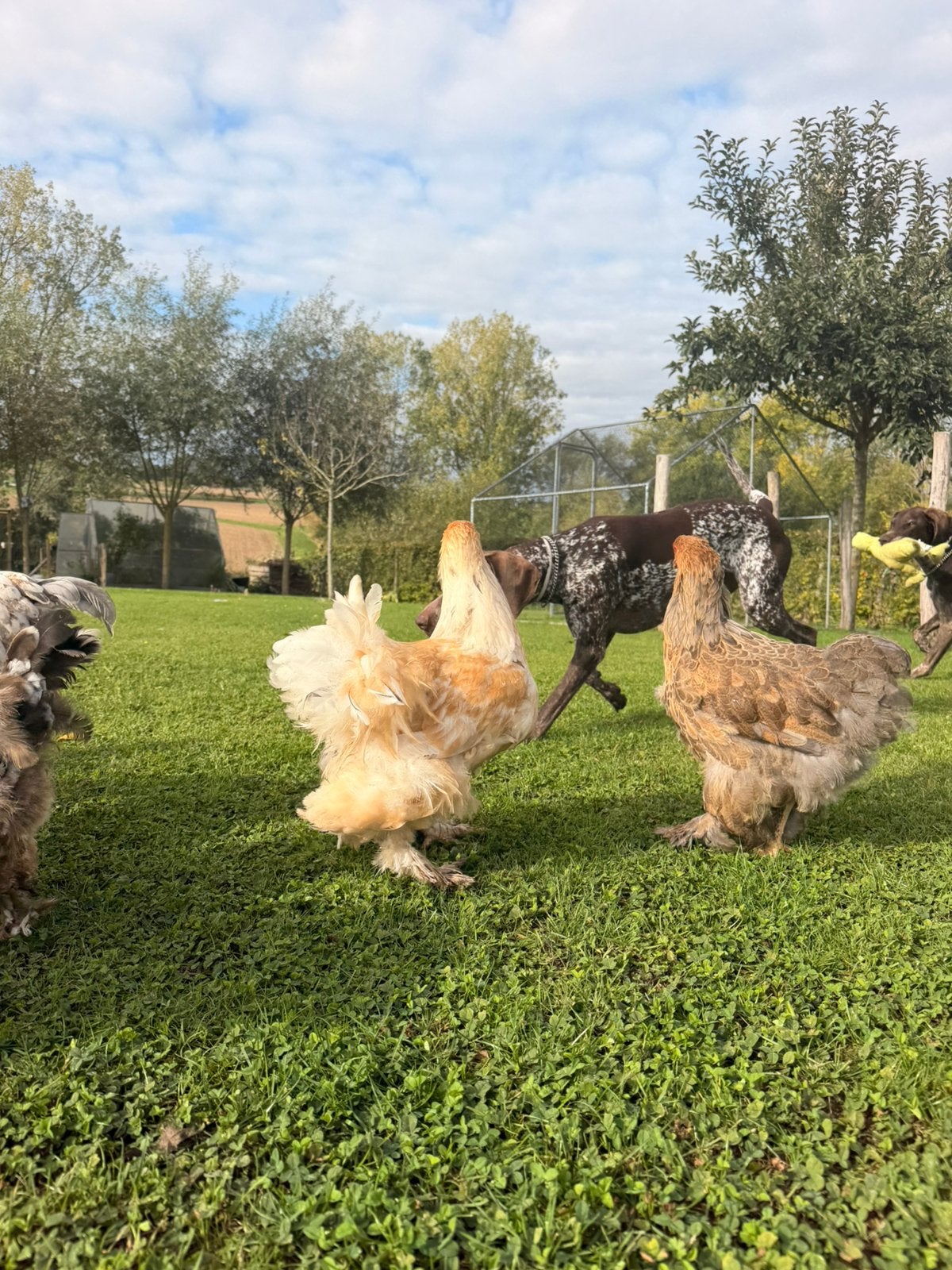 Brahma haantjes, Animaux & Accessoires, Mâle, Poule ou poulet